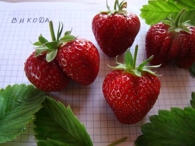 High yielding strawberries