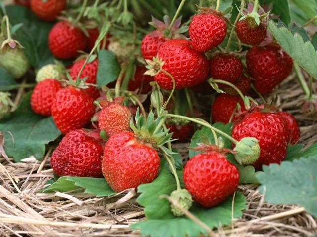 High yielding strawberries