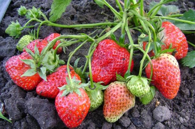 High yielding strawberries