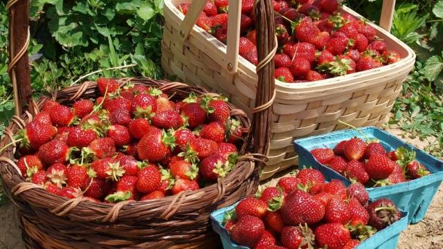 High yielding strawberries