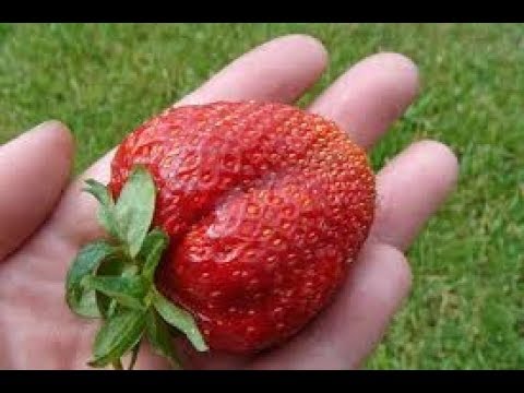 High yielding strawberries