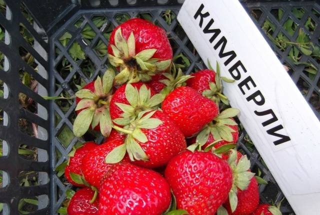 High yielding strawberries