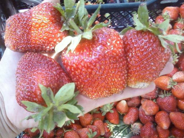 High yielding strawberries