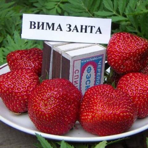 High yielding strawberries