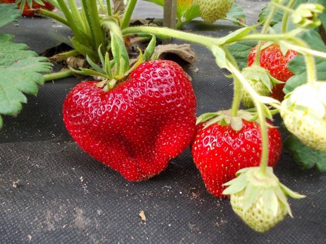 High yielding strawberries