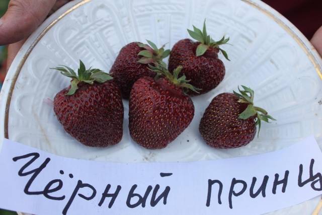 High yielding strawberries