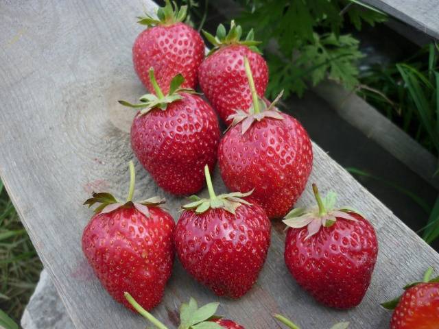 High yielding strawberries