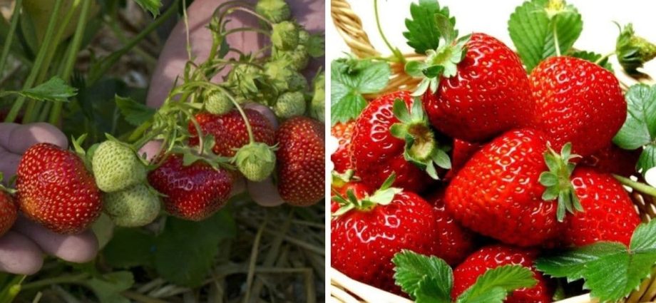 High yielding strawberries