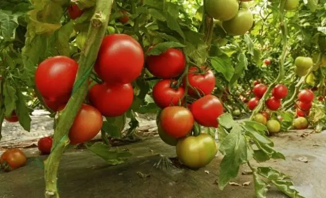 High yielding tomato varieties