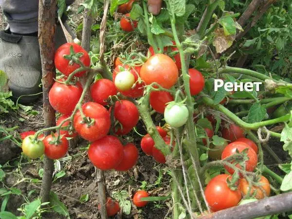 High yielding tomato varieties