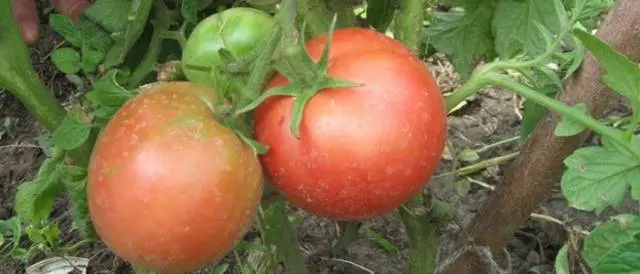 High yielding tomato varieties