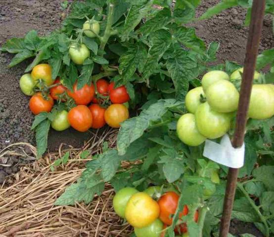 High yielding tomato varieties