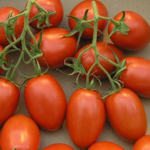 High yielding tomato varieties