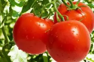 High yielding tomato varieties