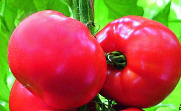 High yielding tomato varieties