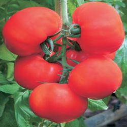 High yielding tomato varieties