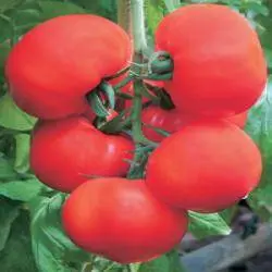 High yielding tomato varieties