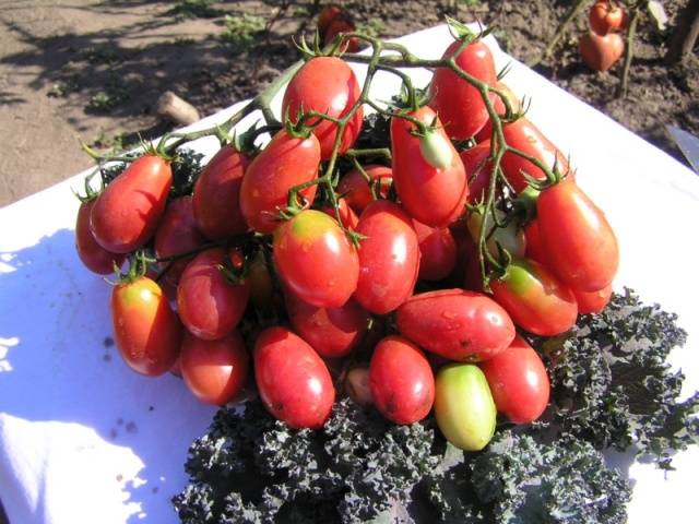 High yielding tomato varieties