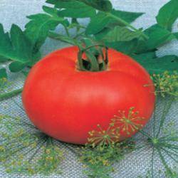 High yielding tomato varieties