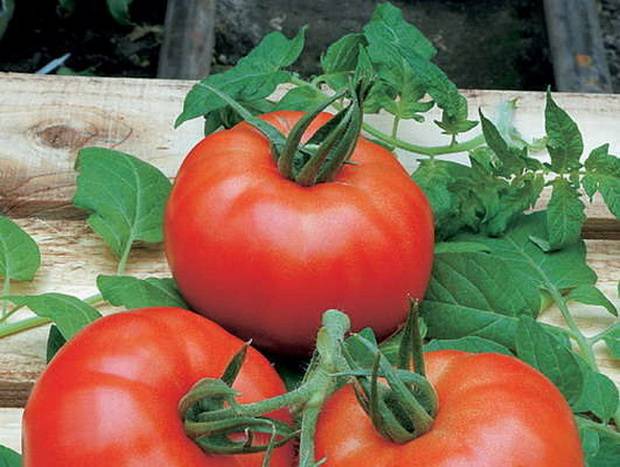 High yielding tomato varieties