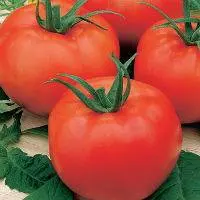 High yielding tomato varieties