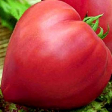 High yielding tomato varieties