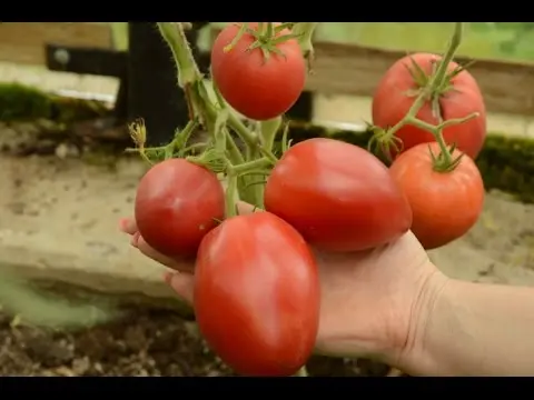 High yielding tomato varieties