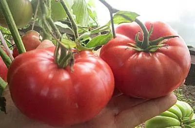 High yielding tomato varieties