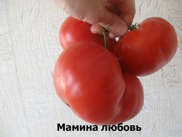 High yielding tomato varieties