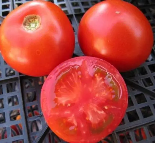 High yielding tomato varieties