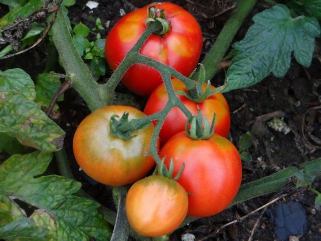 High yielding tomato varieties