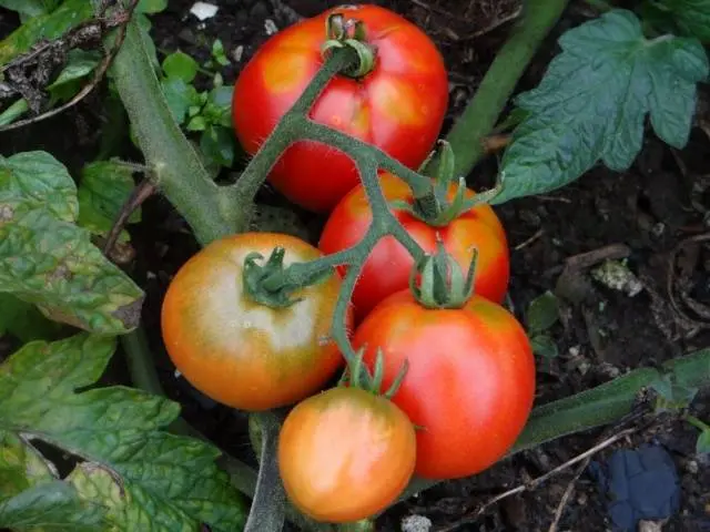 High yielding tomato varieties