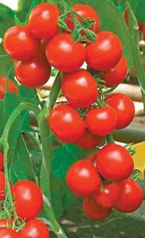 High yielding tomato varieties