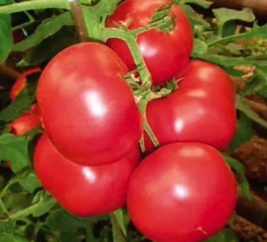 High yielding tomato varieties