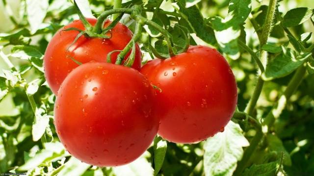 High yielding tomato varieties