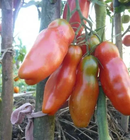 High yielding tomato varieties