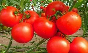 High yielding tomato varieties