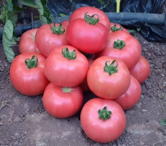 High yielding tomato varieties