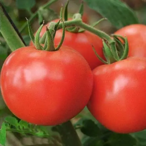 High yielding tomato varieties