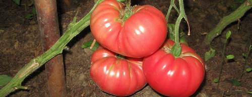 High yielding tomato varieties