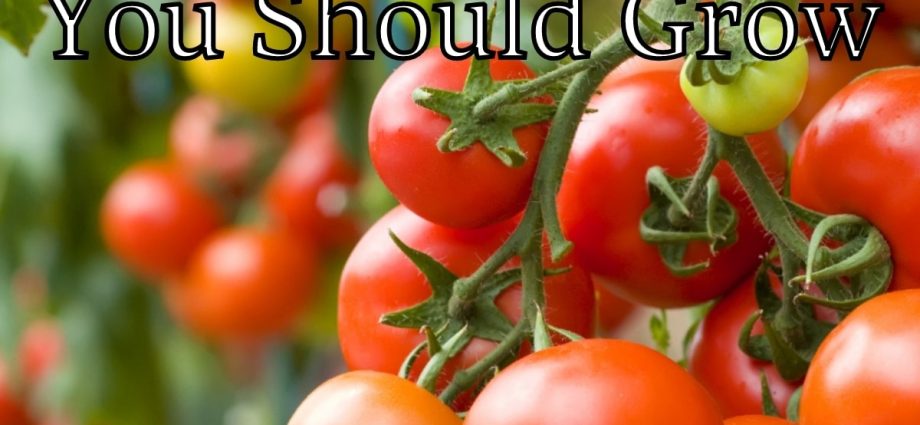 High yielding tomato varieties