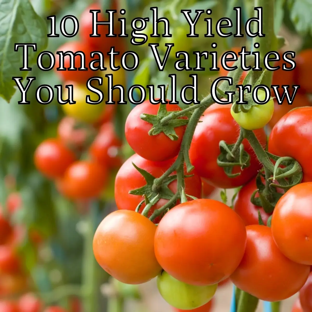 High yielding tomato varieties