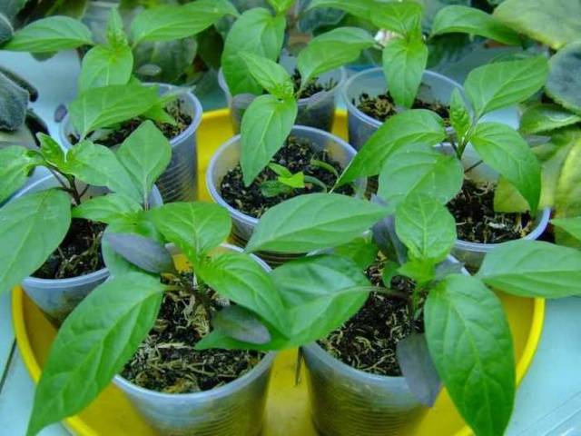 High-yielding varieties of pepper for open ground