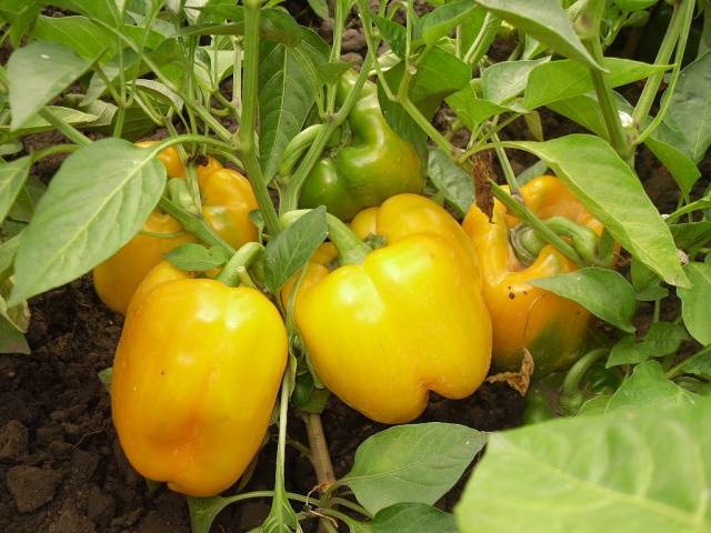 High-yielding varieties of pepper for open ground