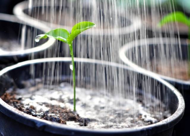 High-yielding varieties of pepper for open ground