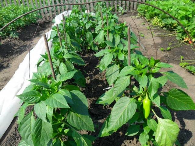 High-yielding varieties of pepper for open ground