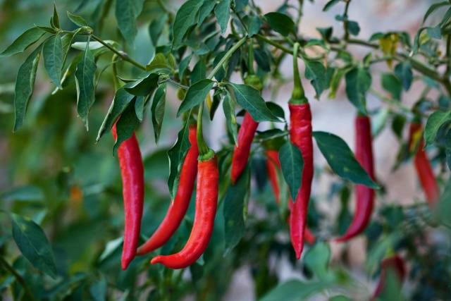 High-yielding varieties of pepper for open ground