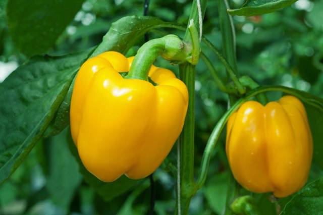 High-yielding varieties of pepper for open ground