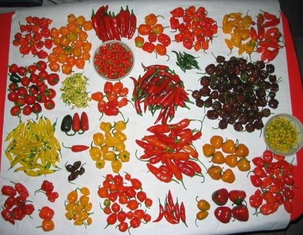 High-yielding varieties of pepper for open ground