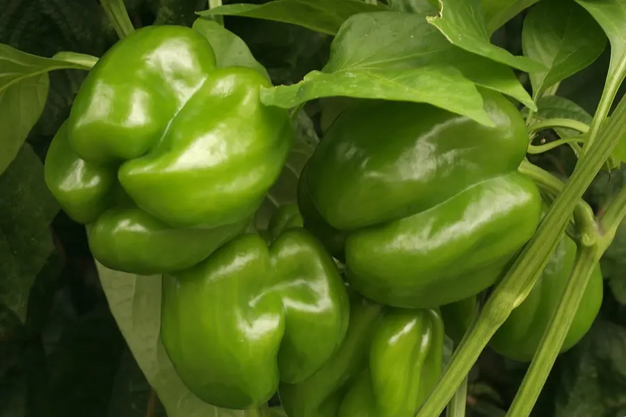 High-yielding varieties of pepper for open ground